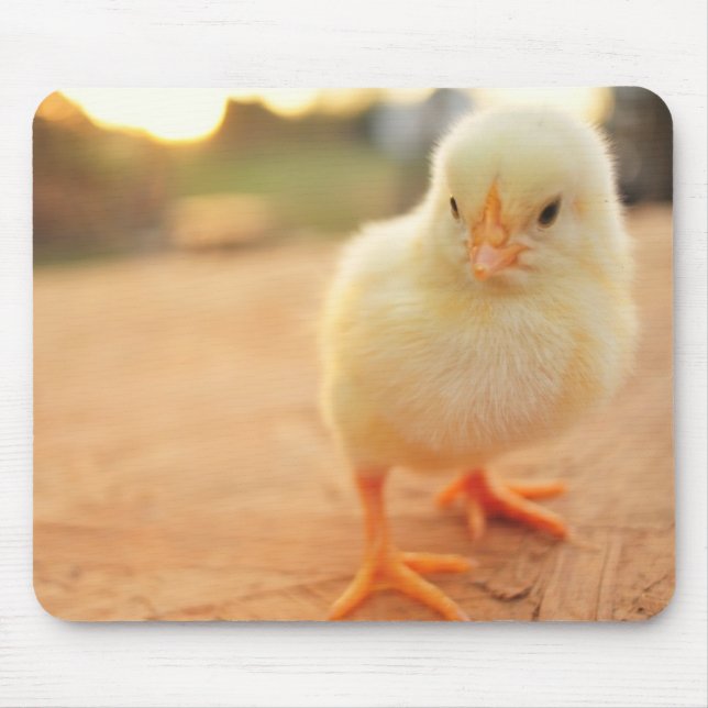 Baby Chicks Mouse Pad (Front)