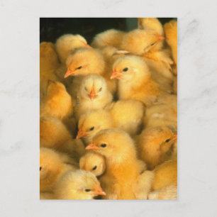 Baby chicks postcard