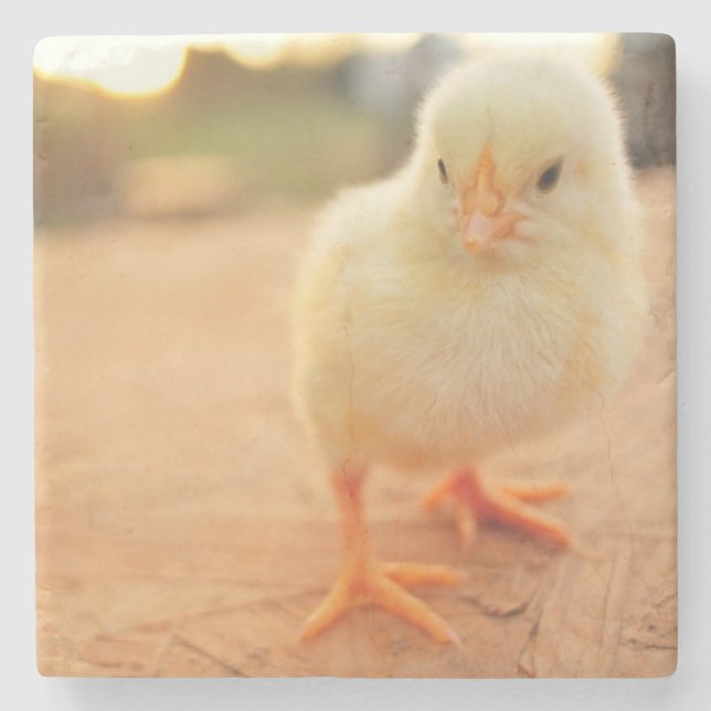 Baby Chicks Stone Coaster (Front)
