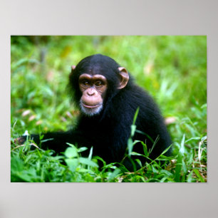 Baby Chimp in Grass Poster