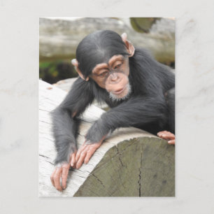 Baby Chimp Postcard