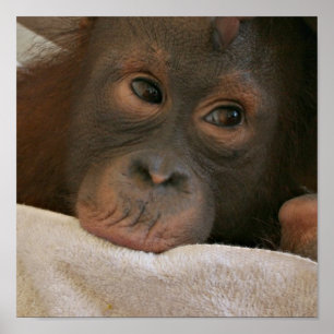 Baby Chimp Poster Print