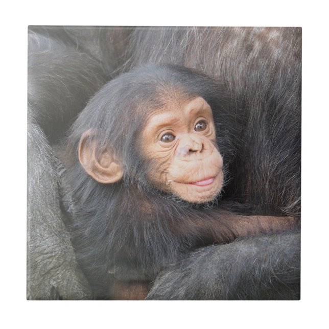 Baby Chimpanzee Ceramic Tile (Front)
