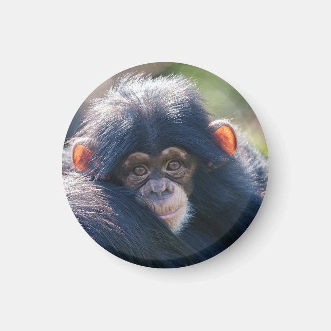 Baby Chimpanzee's Journey Magnet (Front)