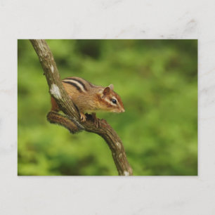 Baby Chipmunk in a Tree Postcard