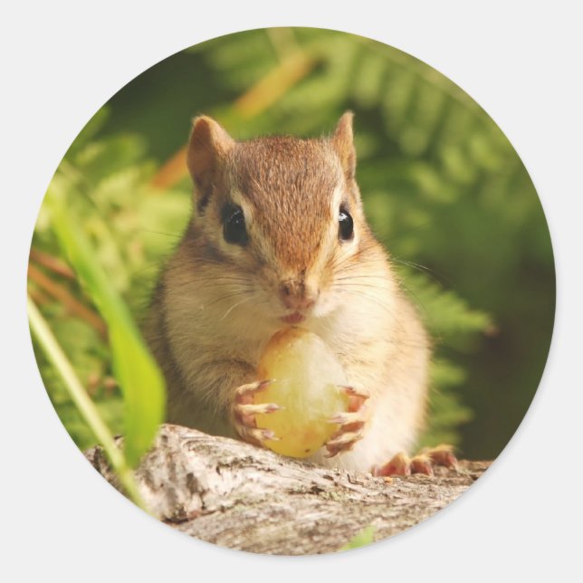 Baby Chipmunk with snack Classic Round Sticker (Front)