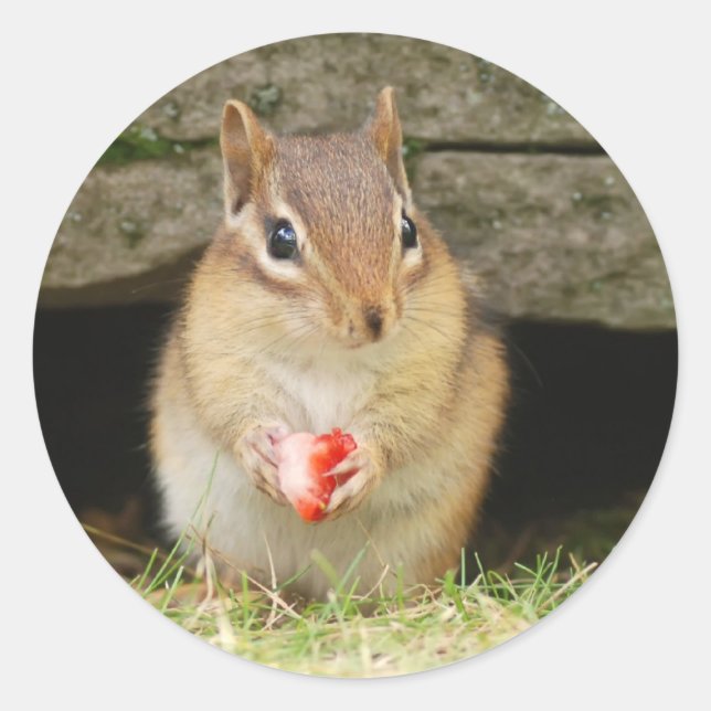 baby chipmunk with strawberry classic round sticker (Front)