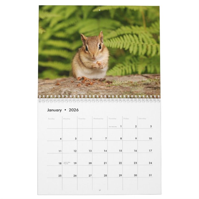 Baby Chipmunks 2014/2015 (16 month calendar) Calendar (Jan 2026)