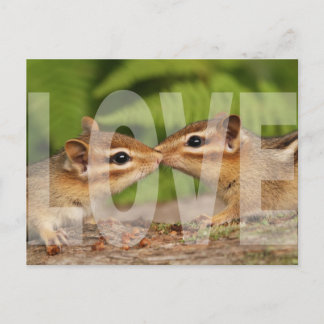 Baby Chipmunks Love Design Postcard