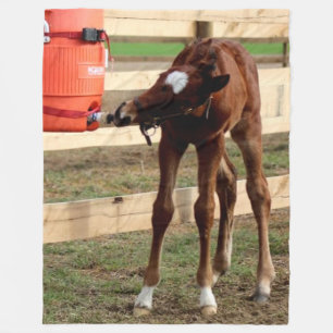 BABY COLT GETTING A DRINK FLEECE BLANKET