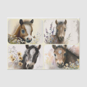 Baby Colts  Tissue Paper