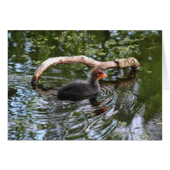 Baby Coot (Front Horizontal)
