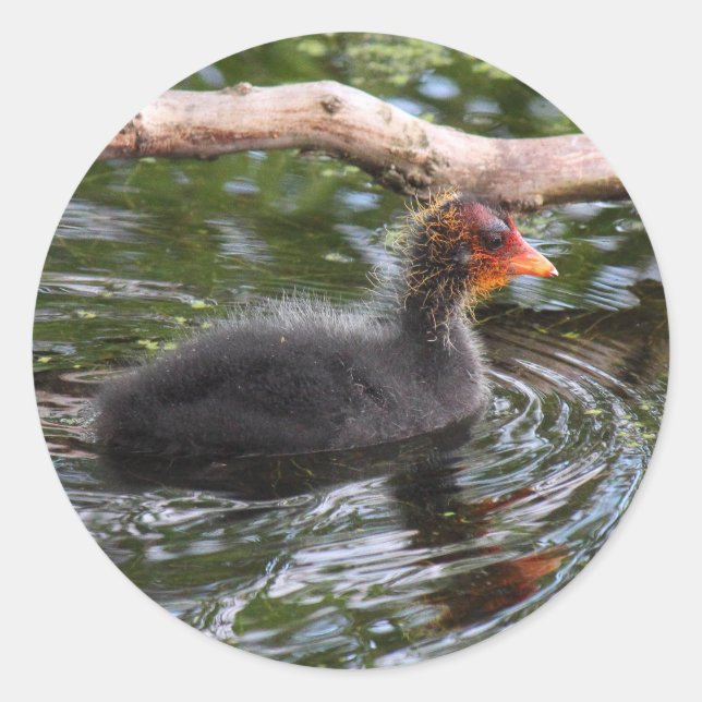 Baby Coot Classic Round Sticker (Front)