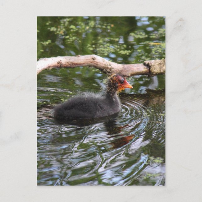 Baby Coot Postcard (Front)