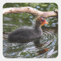 Baby Coot