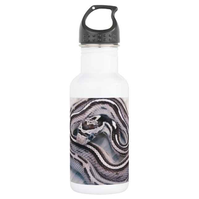 Baby Corn Snake 532 Ml Water Bottle (Front)