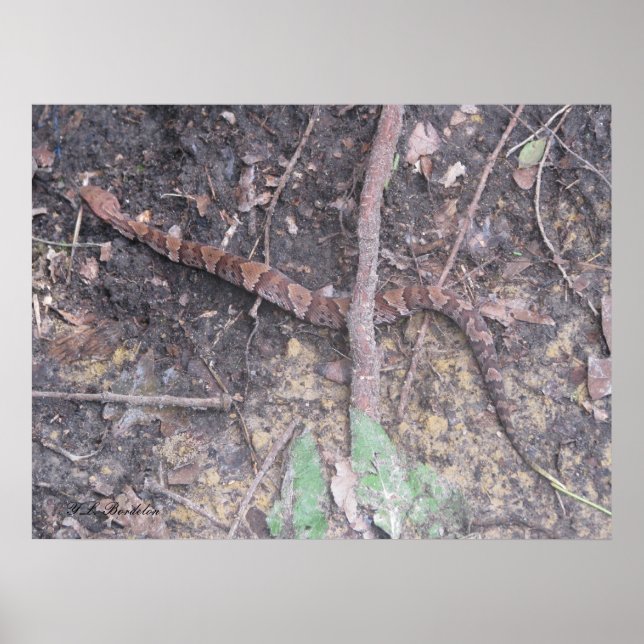 Baby Cottonmouth Moccasin Poster (Front)