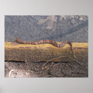 Baby Cottonmouth Snake Poster