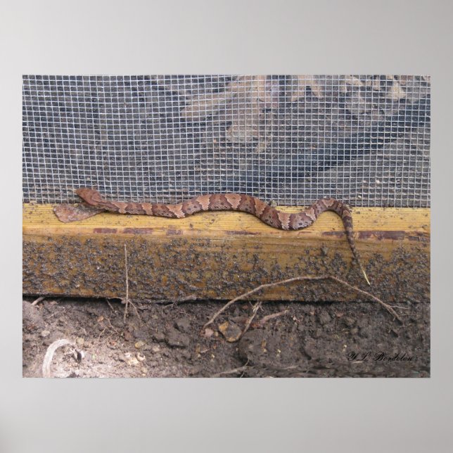 Baby Cottonmouth Snake Poster (Front)