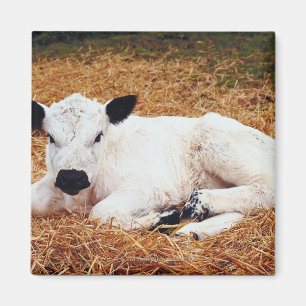 Baby Cow, Calf Magnet