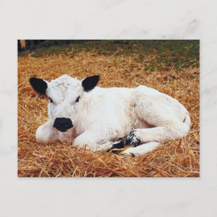 Baby Cow, Calf Postcard