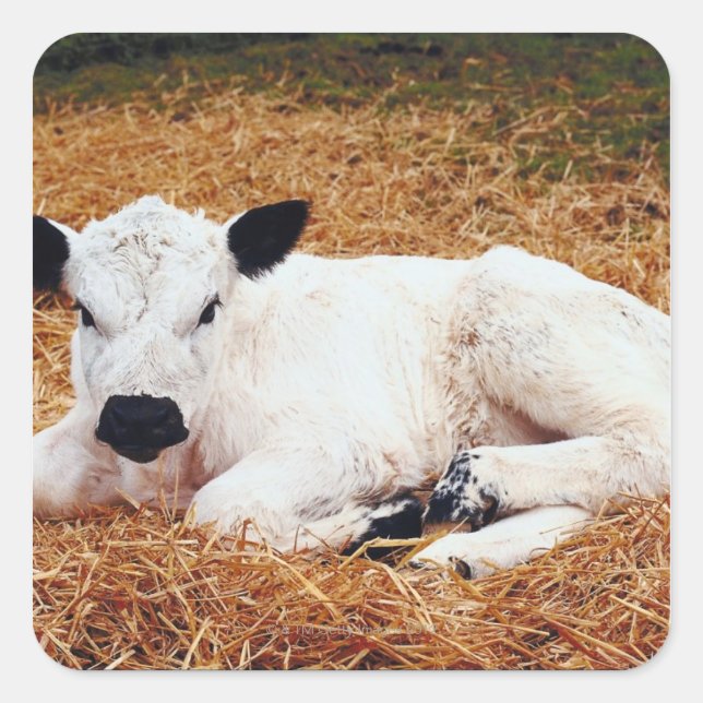 Baby Cow, Calf Square Sticker (Front)