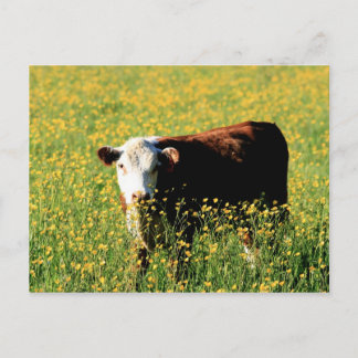 Baby Cow in a field of Dandelions Postcard