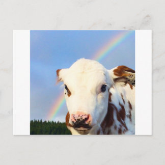 Baby Cow Postcard