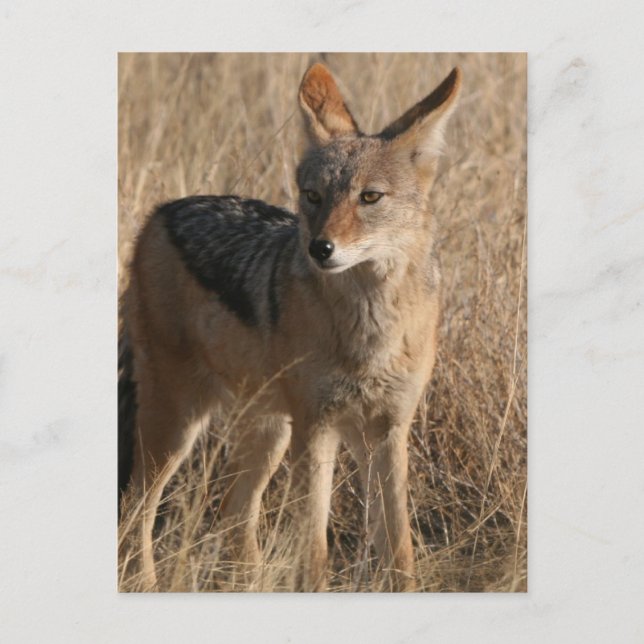 Baby Coyotes Postcard (Front)