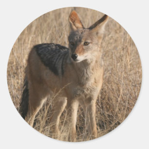 Baby Coyotes Stickers