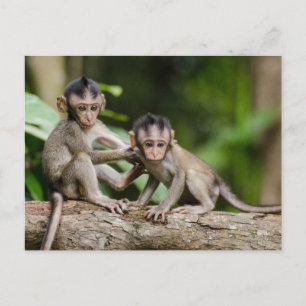 Baby Crab-Eating Macaques Playing on a Branch Postcard