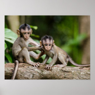 Baby Crab-Eating Macaques Playing on a Branch Poster