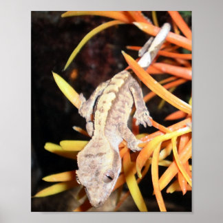 Baby Crested Gecko Print/Poster Poster