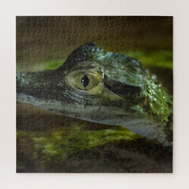Baby Crocodile Swimming in Water Jigsaw Puzzle (Vertical)