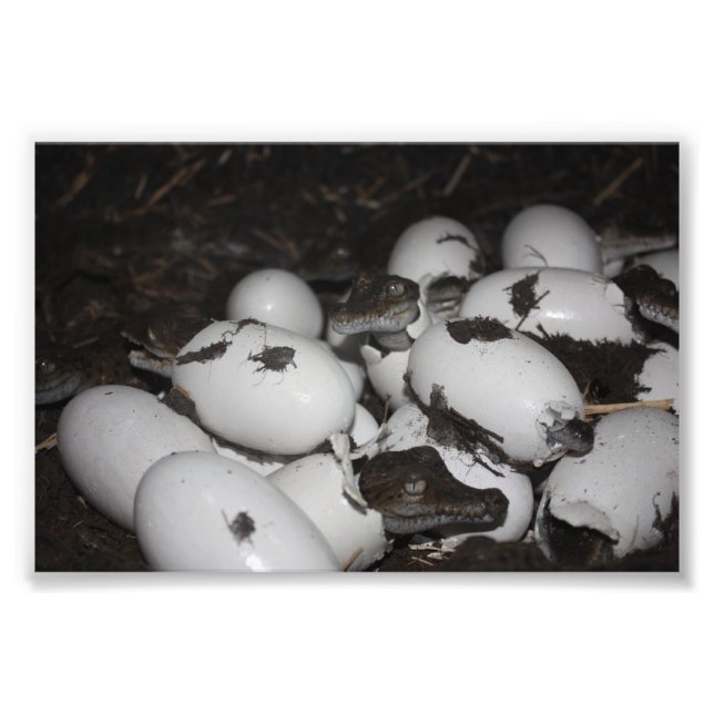 Baby Crocodiles Photo Print (Front)