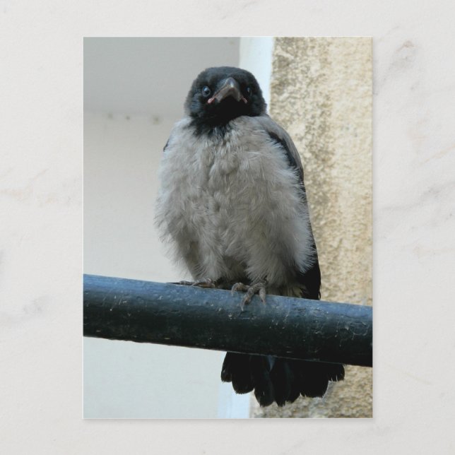Baby crow postcard (Front)
