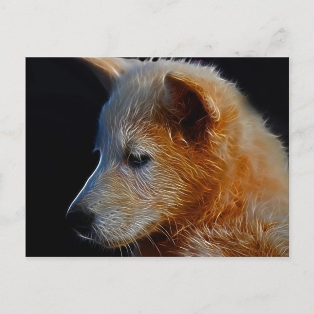 Baby  Cub Postcard (Front)