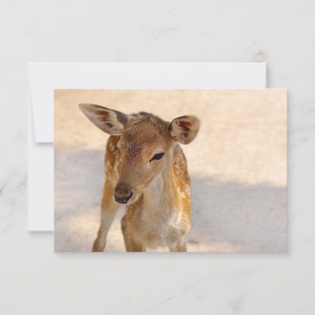 Baby Deer (Front)