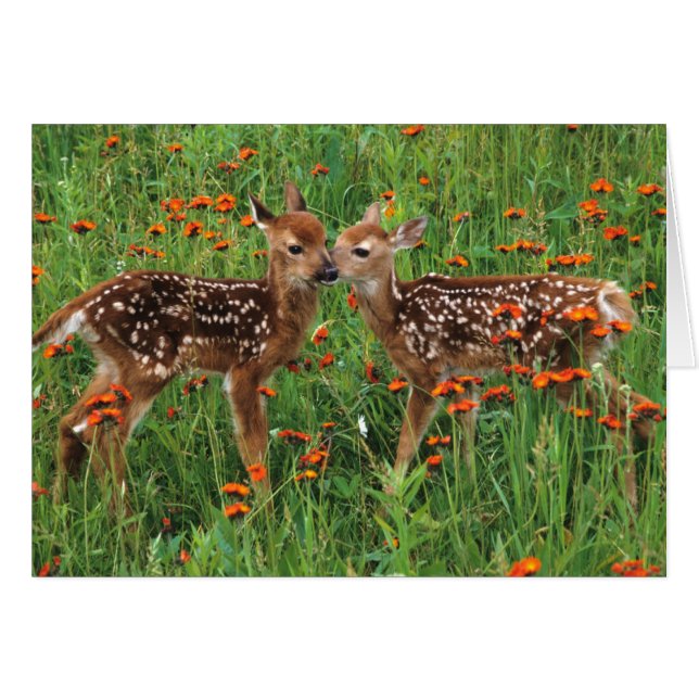 Baby Deer Cards (Front Horizontal)