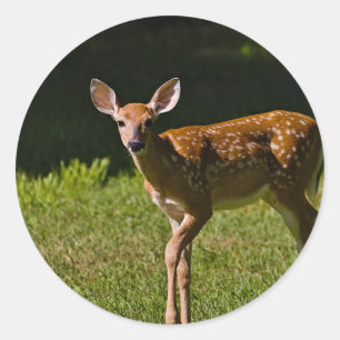 Baby Deer Classic Round Sticker