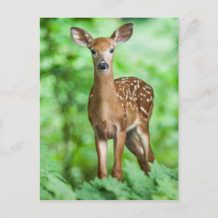 Baby Deer Fawn Bambi in the Forest Postcard