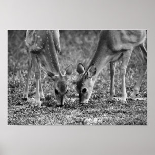 Baby Deer Grazing Photographic Art Print