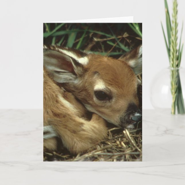 Baby Deer Greeting Card (Front)
