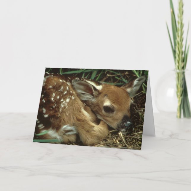 Baby Deer Greeting Card (Front)