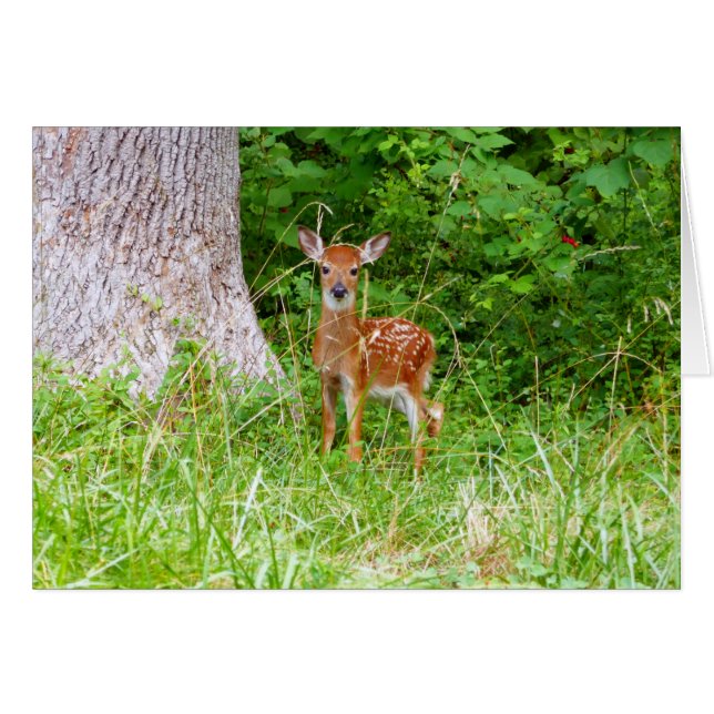 Baby Deer in the Woods Nature Photography (Front Horizontal)