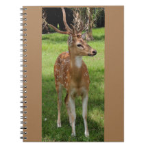 Baby deer notebook