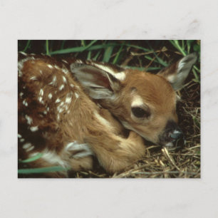 Baby Deer Postcard