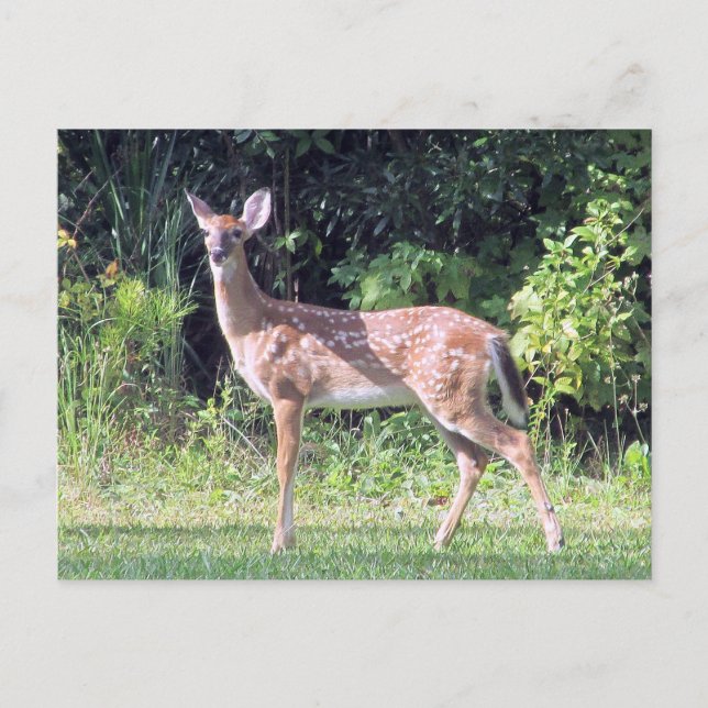 Baby Deer Postcard (Front)