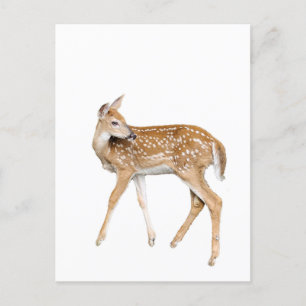 Baby deer postcard