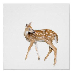 Baby deer poster